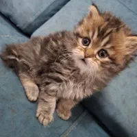 برتیش لانگ هیر