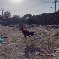 جوجه خروس لاری ۶دانگ درشت