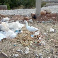 فروش پرنده ماده غاز|حیوانات مزرعه|یاسوج, |دیوار