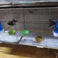 فنج بنگالی صحیح وسلامت|پرنده|پاکدشت, پاکدشت (مامازند)|دیوار