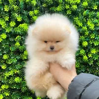پامرانین خرسی/توله پامر خرسی/سایز صفر/کیفیت عالی