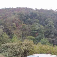 گمشده