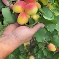 وایقان فروش انواع نهال پیوندی