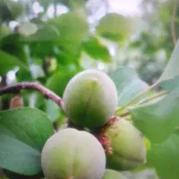 نهالستان محسن اکبری درخت کاج|خدمات باغبانی و درختکاری|مشهد, سیسآباد|دیوار