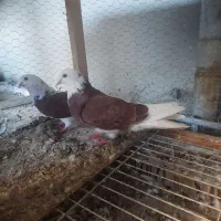 جفت شازده قرمز (نر خال سیاه)