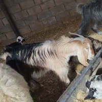 گوشت کهره|خوردنی و آشامیدنی|دهدشت, |دیوار