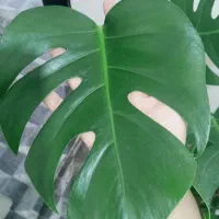 گل برگ انجیری