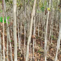 نهال گردو و برنج فجر سوزنی|خدمات باغبانی و درختکاری|دلند, |دیوار