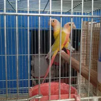 ردچیک و مونچیک