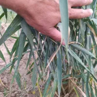 بذر گندم اوکراینی