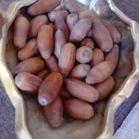 بلوط تزیینی