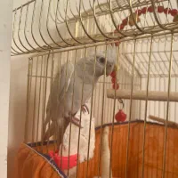 عروس هلندی نژاد آلبینو|پرنده|تبریز, |دیوار