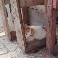 بچ گربه رایگان|گربه|لاهیجان, بازکیاگوراب|دیوار