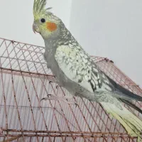 عروس هلندی|پرنده|مشهد, حجاب (شهرک غرب)|دیوار