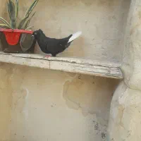 ۴تا کفتر رنگی سیاه دم سفید،سینه،زردبهبونی،خوشرنگ