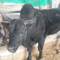 ورزا گاو نر ییلاقی