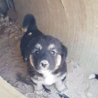 سه عدد توله