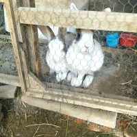 خرگوش نرو ماده باردار|موش و خرگوش|رضویه, |دیوار