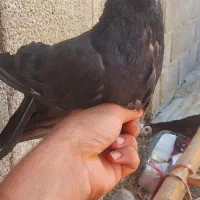کفتر اصفونی