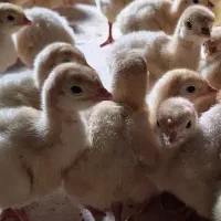 بوقلمون.بیوتی‌