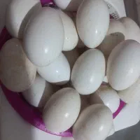 جوجه غاز با مادر