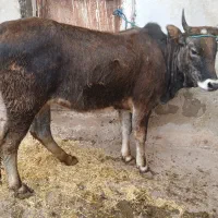 یک راس گوساله ماده ۲ ساله