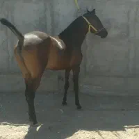 کره مادیان