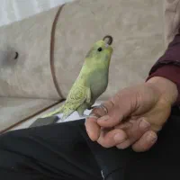 مرغ عشق و عروس هلندی