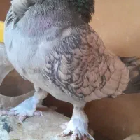 لانگ فیس پرستویی بلژیکی رواعب قره سوری|پرنده|قم, کیوانفر|دیوار