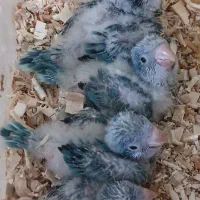 پرنده