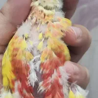 جوجه گرینچیک