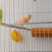 قناری فروشی