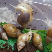 حلزون اچتینا|حیوانات مزرعه|فولادشهر, مسکن مهر فولادشهر|دیوار