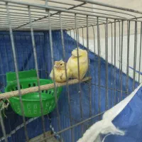 کفتر درجایی..قناری ماده ..مرغ عشق باجوجه