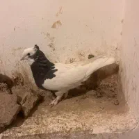 کبوتر کله سیاه و طوقی و سینه سبز و دم سفید و سیاه|پرنده|فسا, |دیوار