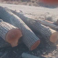 خریدارچوب گردو