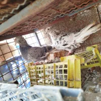 کبوتر دم سفید