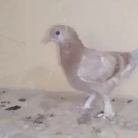 کبوتر زرد پاپر