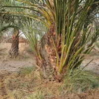 نخل برحی|گل و گیاه طبیعی|چمران, |دیوار