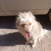 سگ آپارتمانی|سگ|حمیدیا, |دیوار