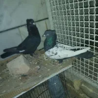 کفتر کبوتر طوقی و سینه و بزک سیاه ذات قدیمی بهشرط|پرنده|داراب, |دیوار