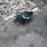 اردک اسرائیلی