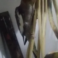 عروس هلندی  گم شده درخیراباد لاله دوم ۵۰۰مژدگانی