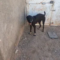 ماده درشت خراسانی