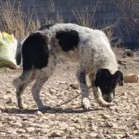 واگذاری سگ قدرجونی سگ افغان