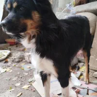 سگ پاکوتا|سگ|مراغه, |دیوار