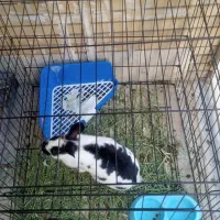 پارک سگ وخرگوش