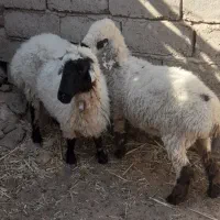 گوسفند ماده|حیوانات مزرعه|تیمور آباد, |دیوار