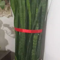 گل شمشیری زیبا|گل و گیاه طبیعی|بوئین و میاندشت, |دیوار