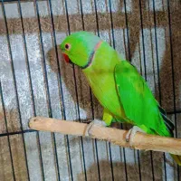 ملنگو مولد|پرنده|ساری, |دیوار